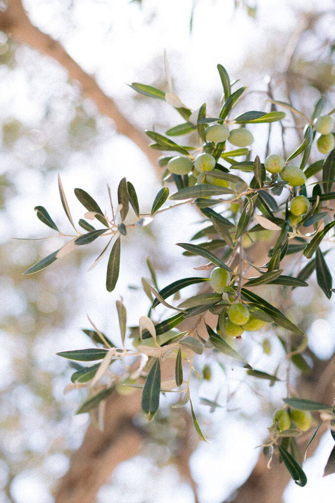 Photographe mariage lumio