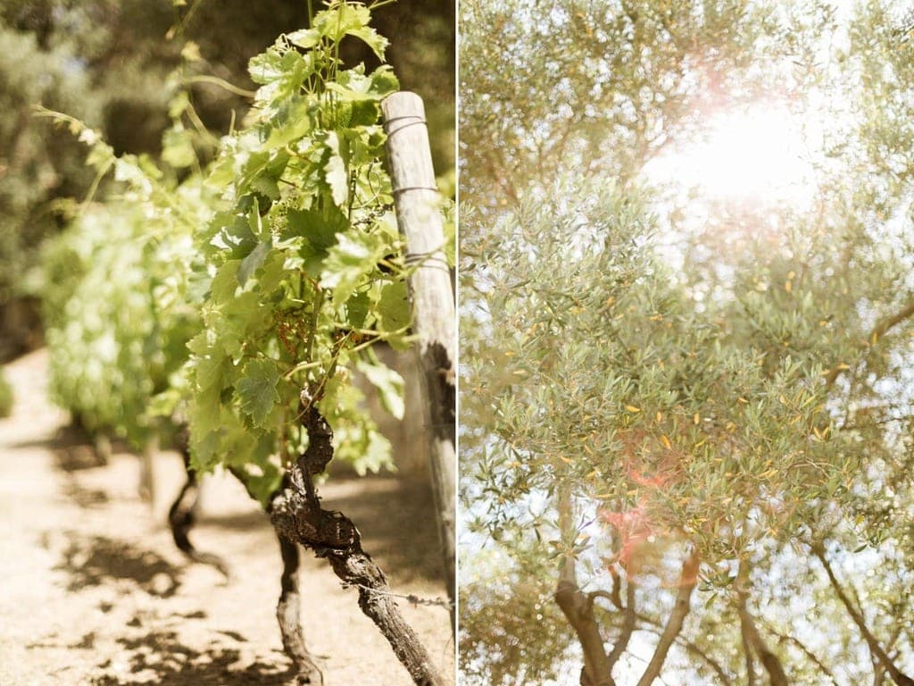 mariage-le-rocher-lumio-corse